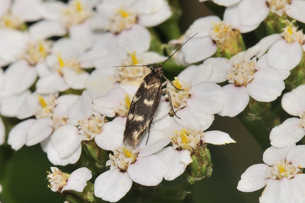 Scythris scopolella,  Scythrididae